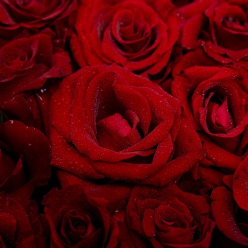 قلب الجوري الأبدي