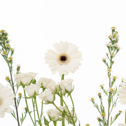 سيمفونية الجربيرا البيضاء