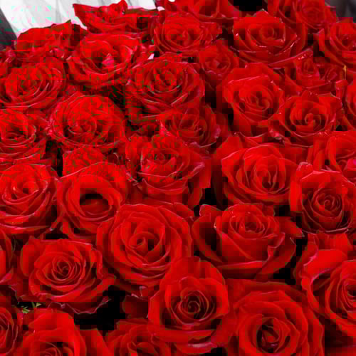 جوري الأسود الملكي