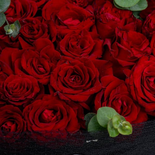 ليلة الجوري