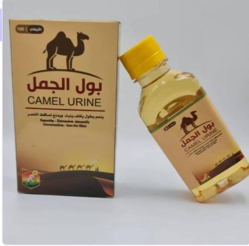 بول الجمل الاصلي