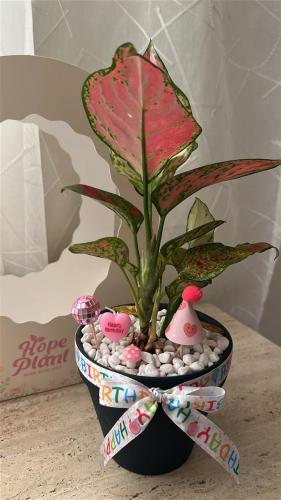 Pink Aglaonema Birthday Package