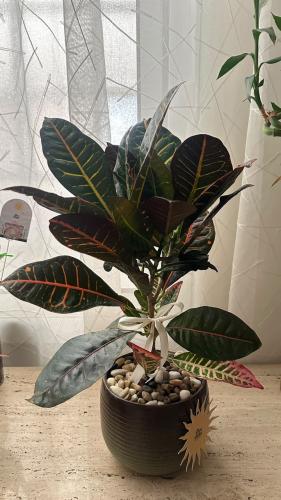 Codiaeum variegatum