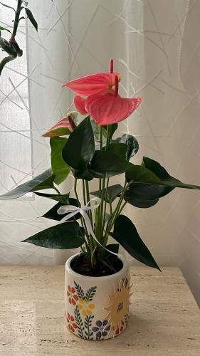 Anthurium Pink