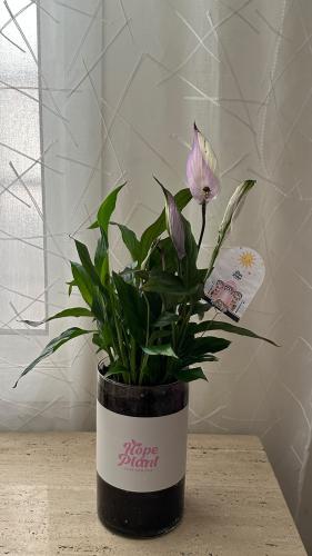 Peace Lily (colors)