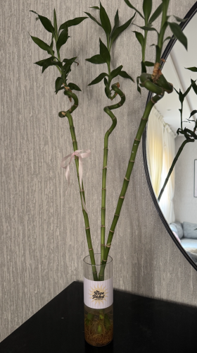 Lucky Bamboo Package