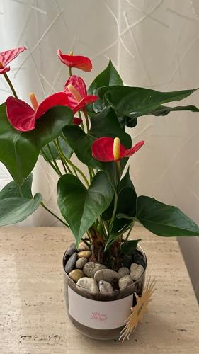 Anthurium Red