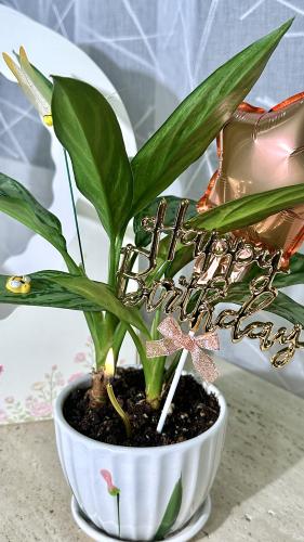 Aglaonema