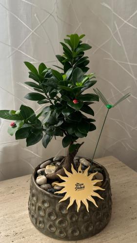 Bonsai