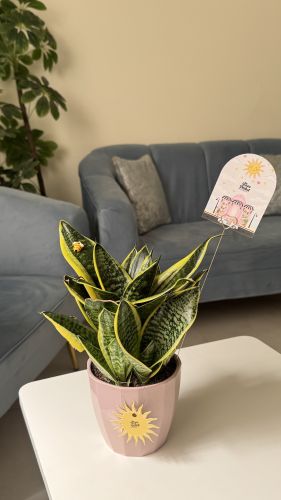 Sansevieria trifasciata