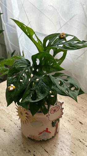Monstera adansonii