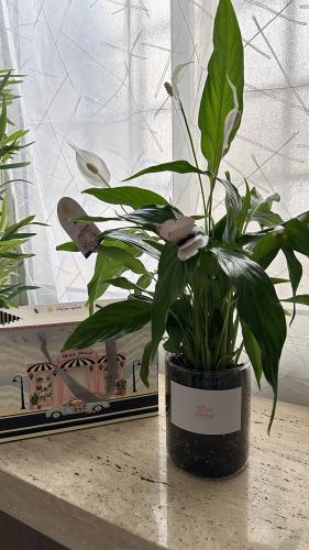 Peace Lily