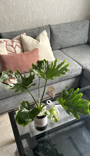 Philodendron xanadu