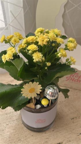 Yellow Kalanchoe Birthday Package