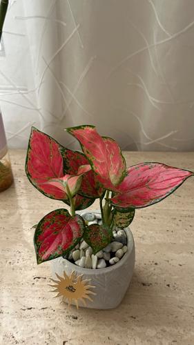 Aglaonema Pink