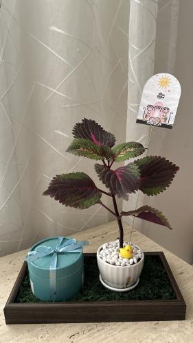 Coleus Graduation Package