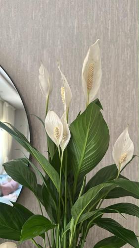 Large Ficus Rubber elastica Plant