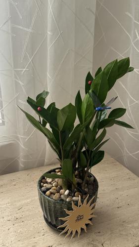Zamia