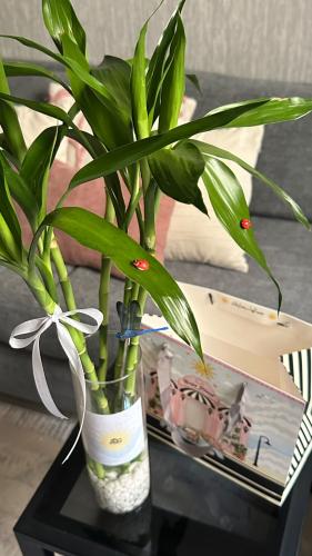 Thailand bamboo Package