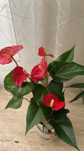 Pink Anthurium plant