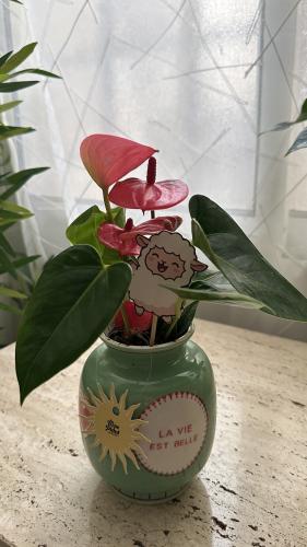 Anthurium Mini