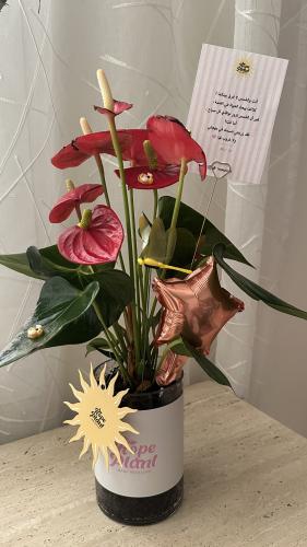 Anthurium