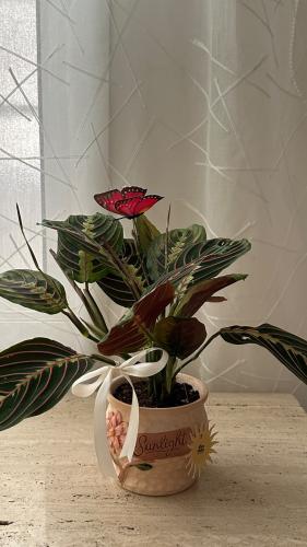 Maranta