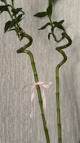 Lucky Bamboo
