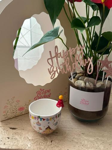 Red Anthurium Plant Package