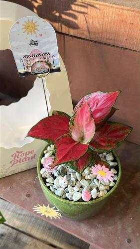 Package Pink Aglaonema plant