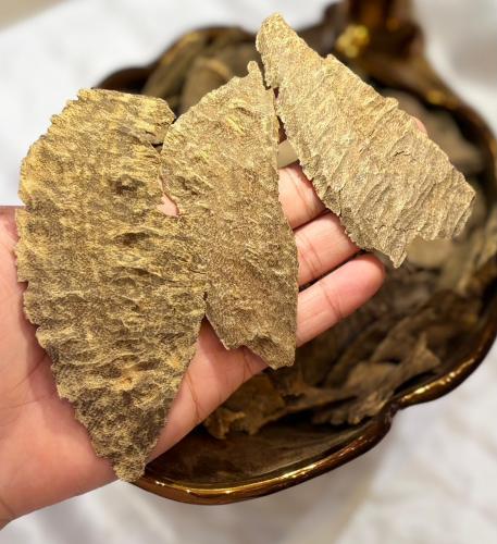 عود تشار