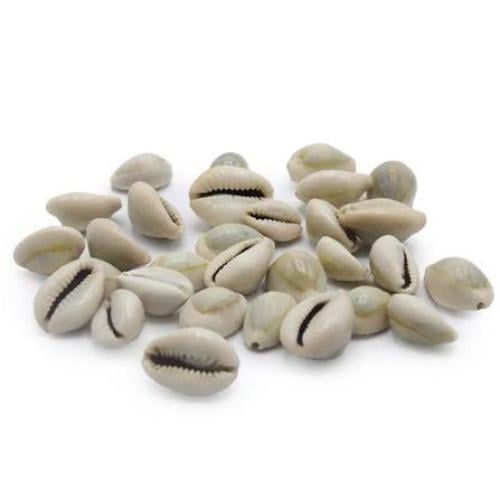 الودع المغربي للتبييض (مسحوق)