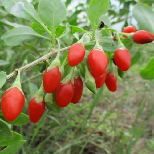 بذور توت الغوجي الصيني‬ ‫( Lycium chinense )