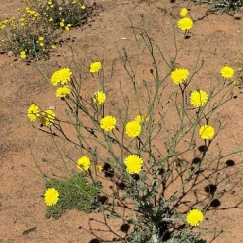 بذور العضيد - اليعضيد ( Urospermum picroides )