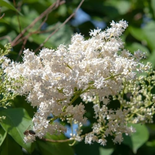 بذور شجيرة الليلك اليابانية ( syringa amurensis )