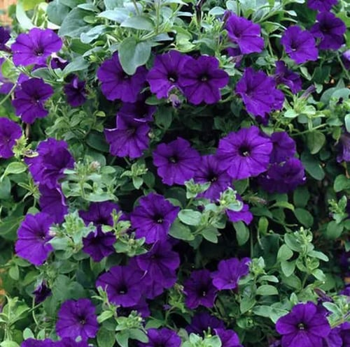 بذور زهرة البيتونيا الارجوانية ( Petunia )