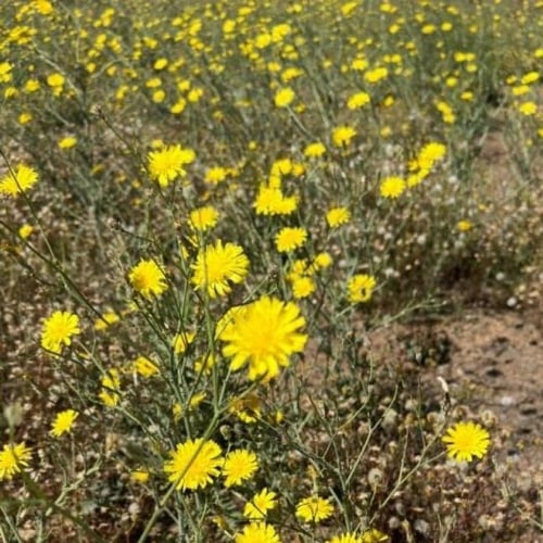 بذور العضيد - اليعضيد ( Urospermum picroides )