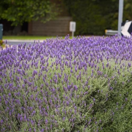 بذور الضرم - اللافندر البري ( lavandula dentata )