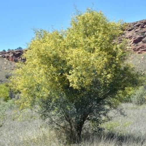 بذور شجرة سنط فيكتوريا ( Acacia victoriae )