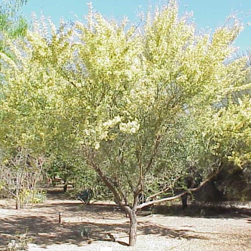 بذور شجرة سنط فيكتوريا ( Acacia victoriae )