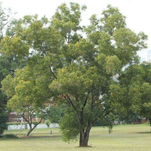 بذور شجرة طلح - أكاسيا اوريكوليفورميس‬ ( Acacia Au...