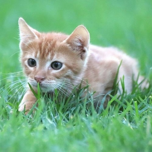 بذور عشب القطط ( Blend )