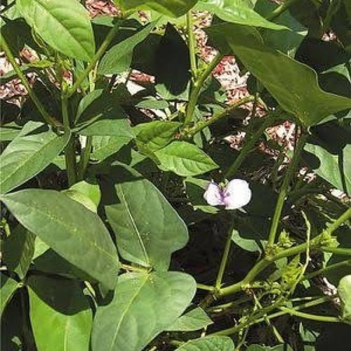 بذور لوبيا مداد ( Vigna )