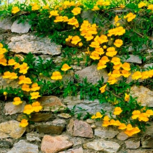 بذور متسلقة مخلب القط ( Macfadyena unguis )