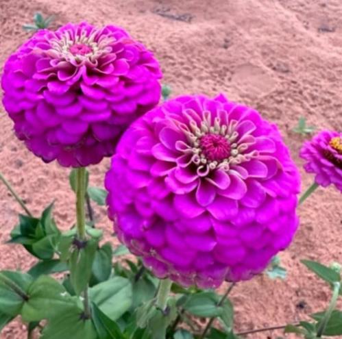 بذور زهرة الزينيا الارجوانية ( Zinnia elegans )