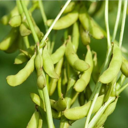 بذور فول الصويا ( Glycine max )