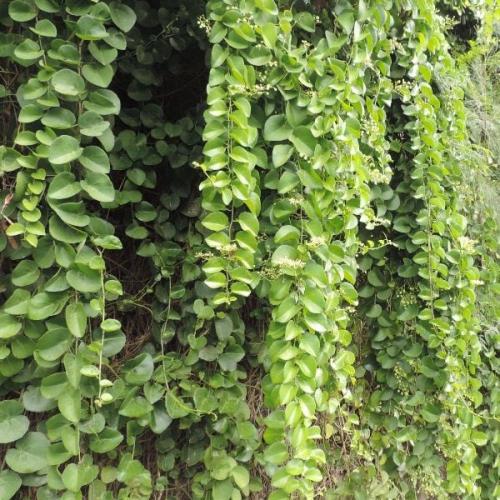 بذور متسلقة الغلف - الحلص ( Cissus rotundifolia va...