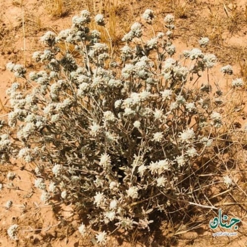 بذور عشبة الجعد العطرية ( Teucrium polium )