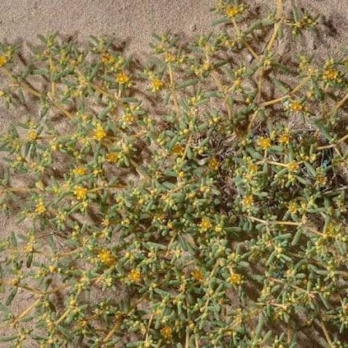 بذور عشبة القرمل ( Zygophyllum simplex )