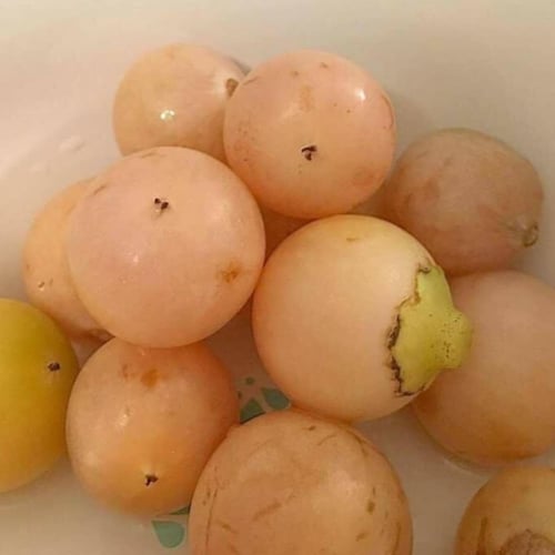 بذور شجرة البمبر - الهمبو - المخيط ( Cordia myxa )